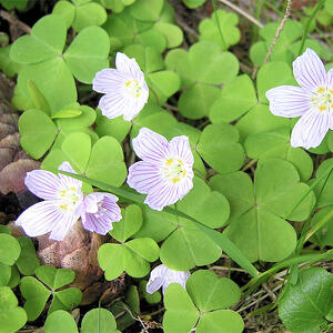 Erbe e fiori, salute e gusto