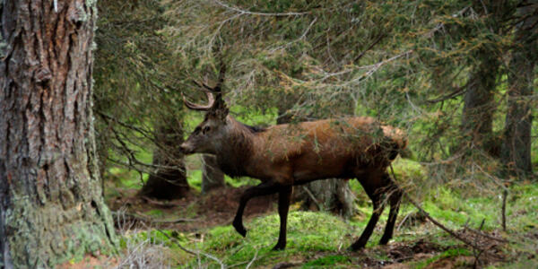 "Ascolta il bramito del cervo"