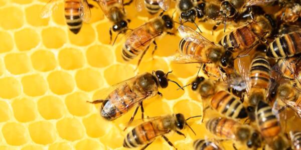 Scopriamo il mondo delle api