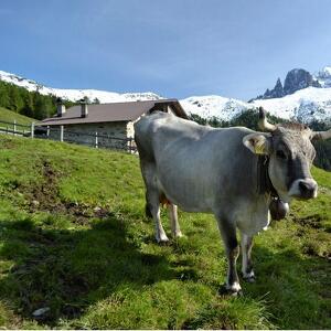 #ALBEINMALGA - Malga Fossernica