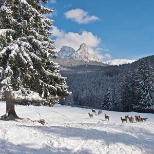 Sulle tracce degli animali e degli alberi che suonano 