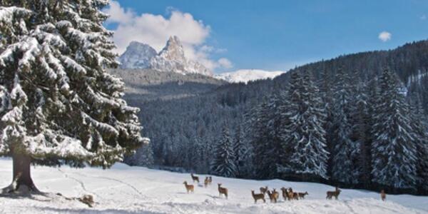 Sulle tracce degli animali e degli alberi che suonano 