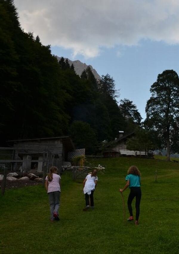 Albe in Malga - Malga Canali
