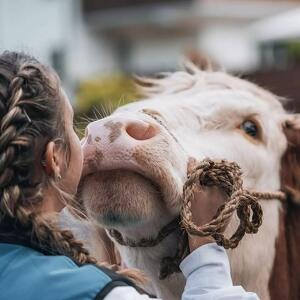 Gran Festa del Desmontegar