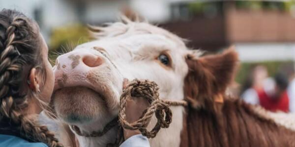 Gran Festa del Desmontegar