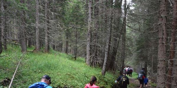 Passeggiando nella Foresta che Suona