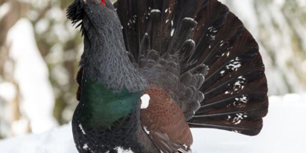 Sulle tracce dei Tetraonidi: gli uccelli che vengono dal freddo