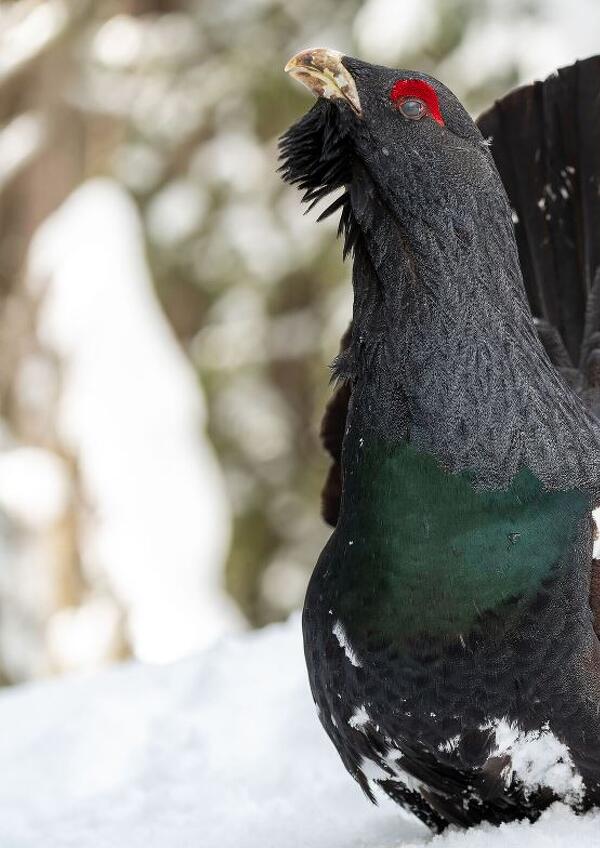 Sulle tracce dei Tetraonidi: gli uccelli che vengono dal freddo