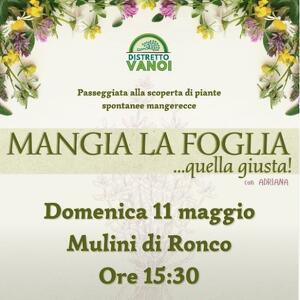 Mangia la Foglia.. Quella Giusta!