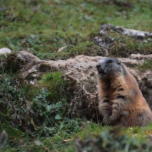 Le Marmotte, Sentinelle della Val Venegia