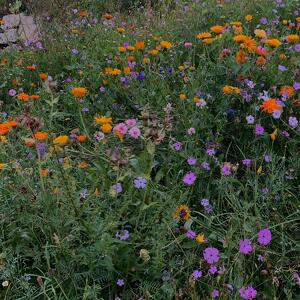 Essere in Natura