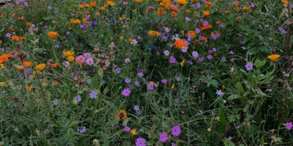 Essere in Natura