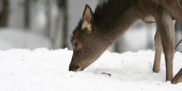 Il Parco in Famiglia