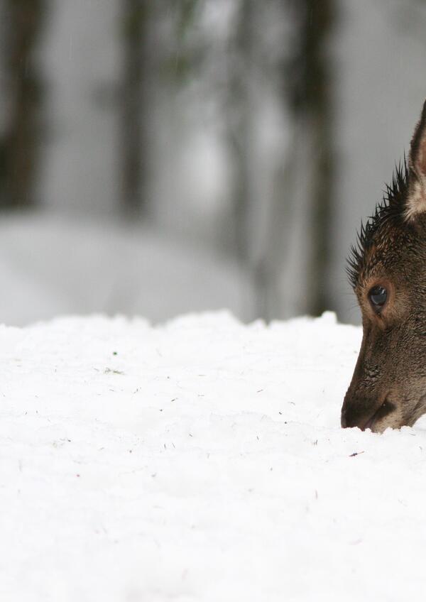 Il Parco in Famiglia