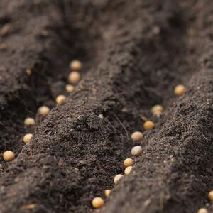 Pomeriggio delle Tradizioni