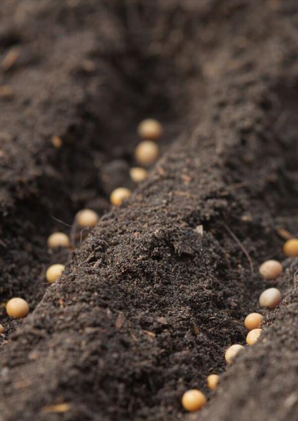 Pomeriggio delle Tradizioni