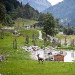 Il Re del bosco
