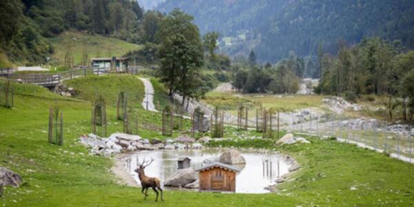 Il Re del bosco