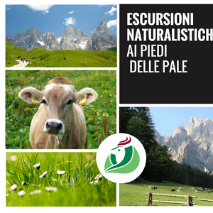 Escursioni naturalistiche ai piedi delle Pale