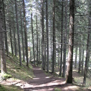 Passeggiando nella Foresta che suona (Paneveggio)