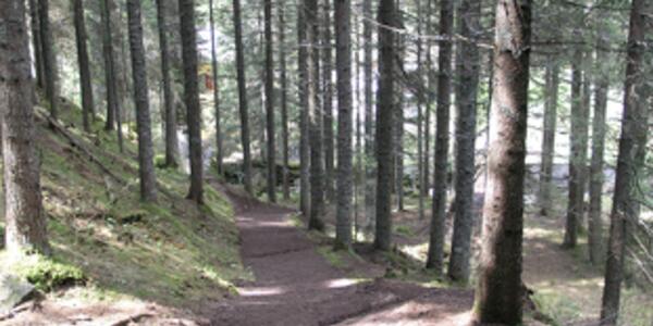 Breve escursione nella Foresta dei violini a Paneveggio