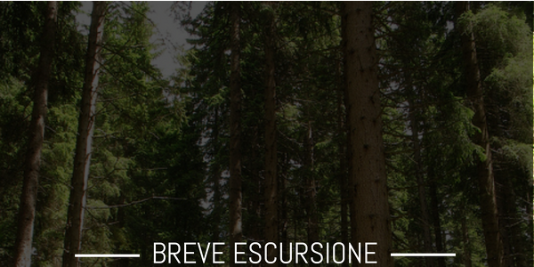 Breve escursione nella Foresta dei Violini 