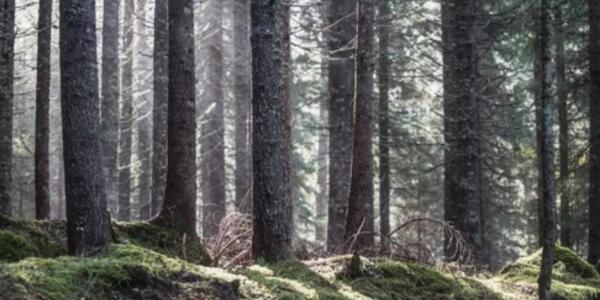 Alla scoperta di Paneveggio, la Foresta che Suona
