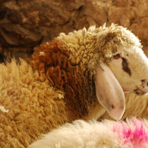 Laboratorio ambientale (Paneveggio): Fiocchi di lana