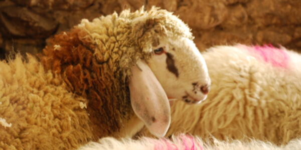 Laboratorio ambientale (Paneveggio): Fiocchi di lana