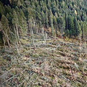 A Paneveggio: Un mondo capovolto 