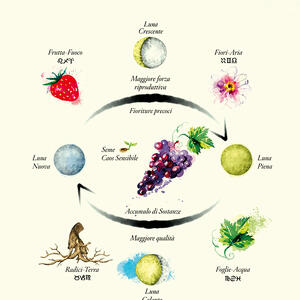 Foglie, frutti, radici e fiori