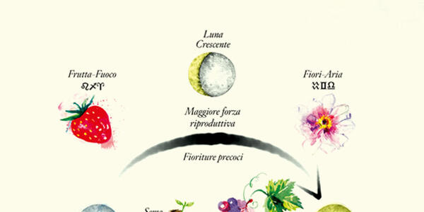 Foglie, frutti, radici e fiori