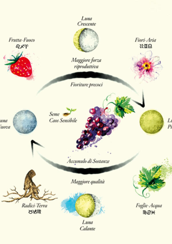 Foglie, frutti, radici e fiori