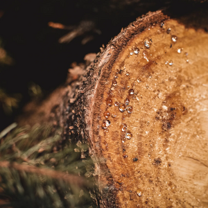 TreeMoods: non solo largà!