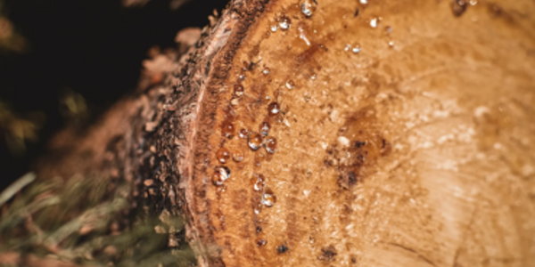 TreeMoods: non solo largà!