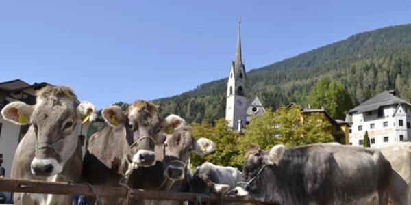 Mostra Concorso Bovina