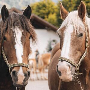 Gran Festa del Desmontegar: Boskavai