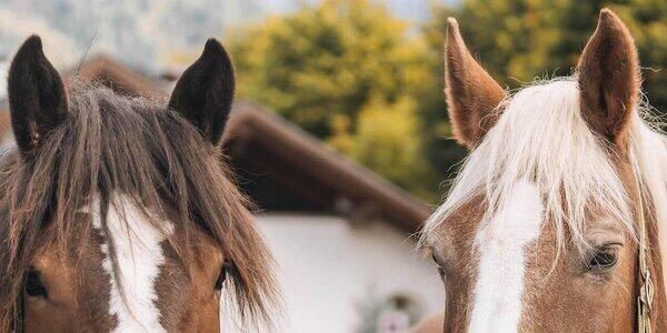 Gran Festa del Desmontegar: Boskavai