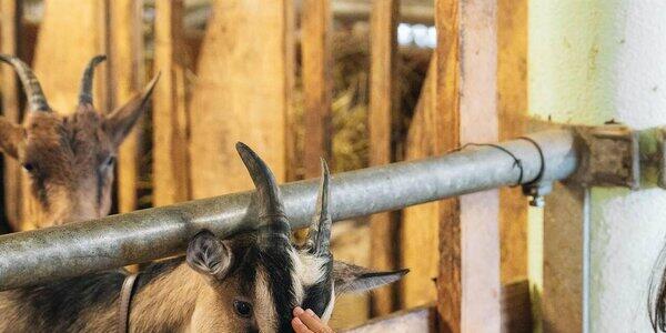 Gran Festa del Desmontegar: Benvenuti in Fattoria