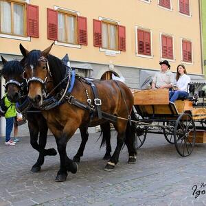 Primiero in Fiore: Speciale Pasqua
