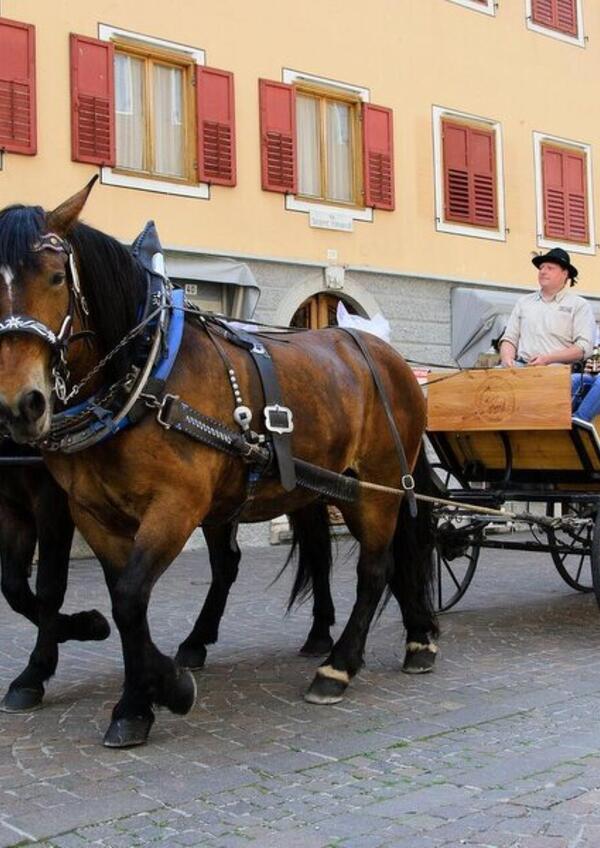 Primiero in Fiore: Speciale Pasqua