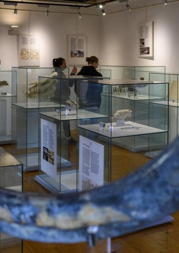 Accompagnamento a Palazzo delle Miniere