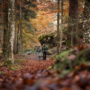 Festa delle Brise e del Bosco