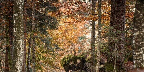 Festa delle Brise e del Bosco