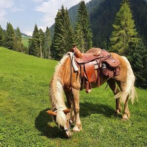 Le passeggiate a cavallo