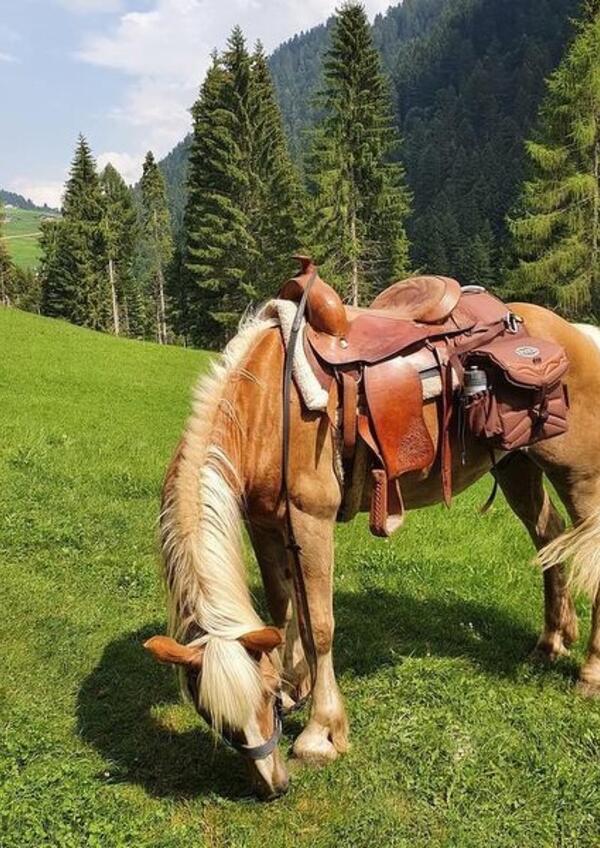 Le passeggiate a cavallo