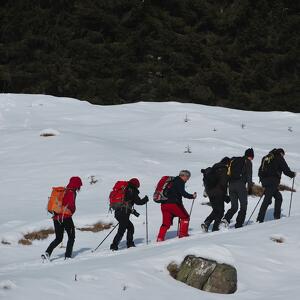I segreti del bosco d'inverno