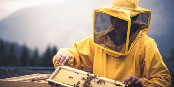 Scopriamo il Mondo delle Api