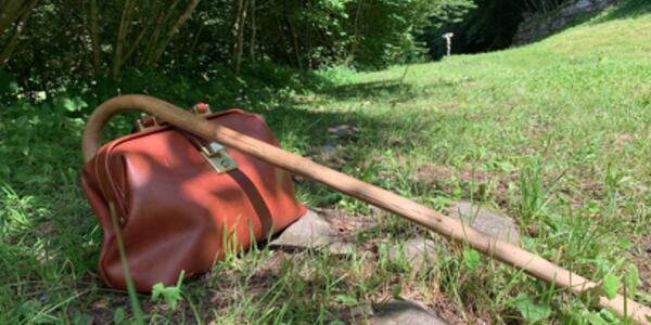 La pianta magica nel bosco