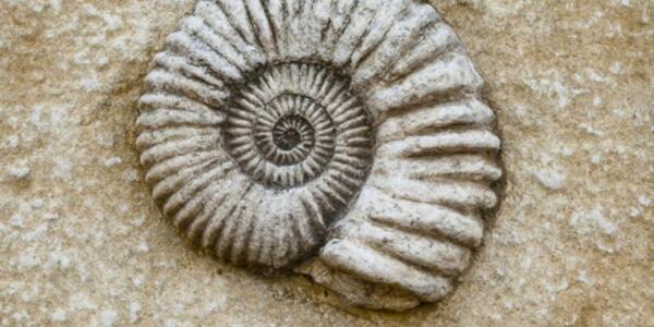 Crea il Tuo Fossile